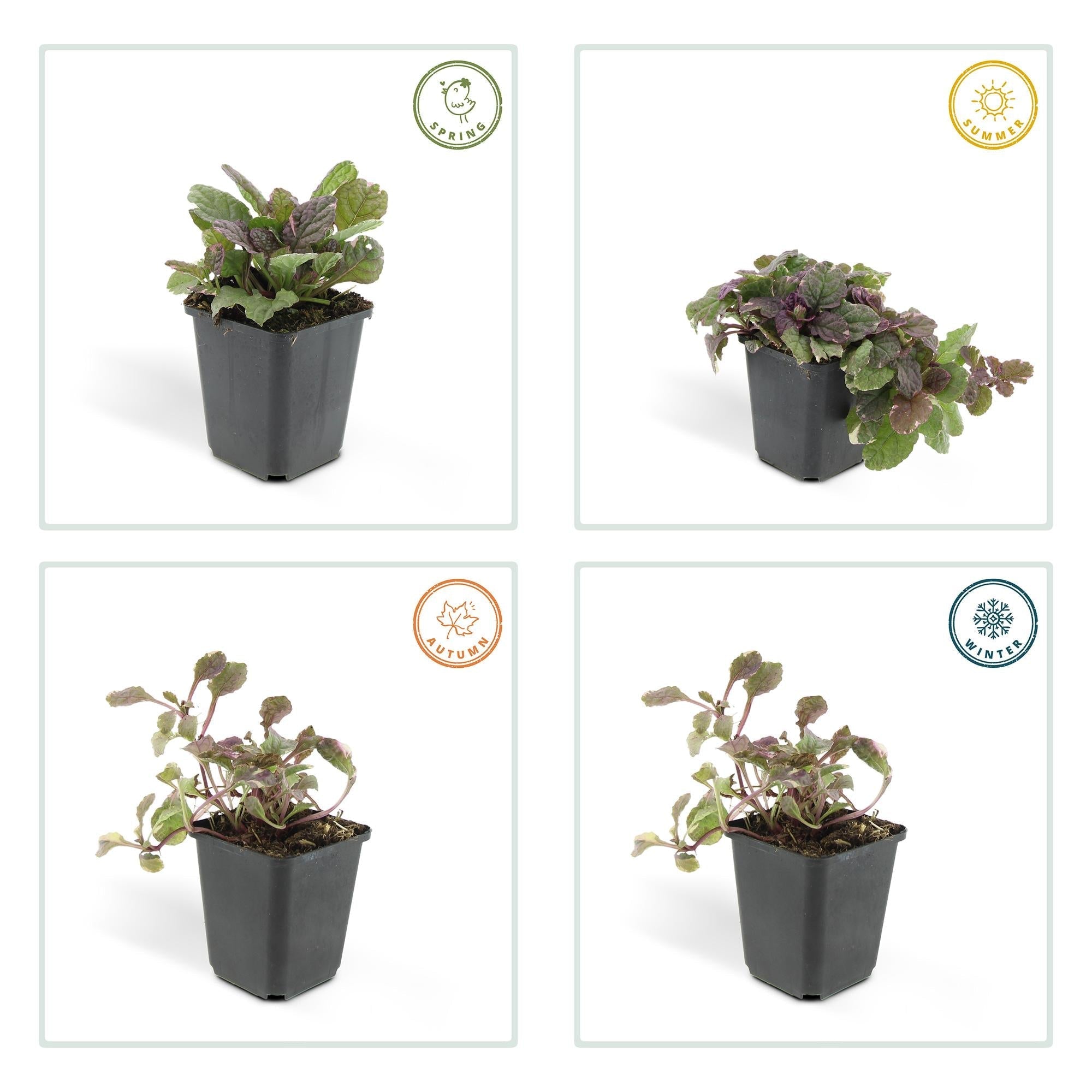 Kriechender Günsel Ajuga reptans 'Burgundy Glow' – ↕10-25cm – Ø9cm – Halbschatten & Schatten – Pflegeleicht – Plant