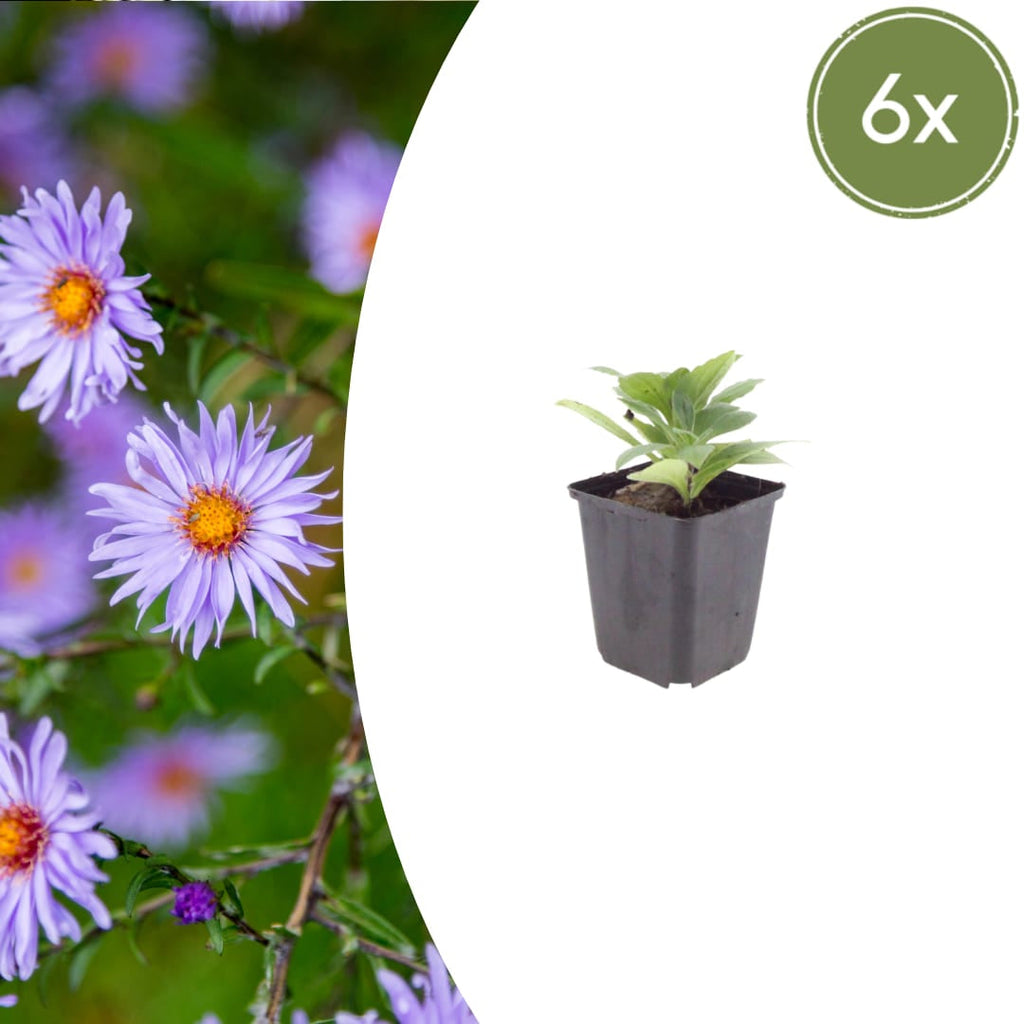 Aster frikartii Mönch – Sommeraster – 10-25cm – Ø9cm – Langblühende Staude für sonnige Beete – Bienenfreundliche Gartenpflanze