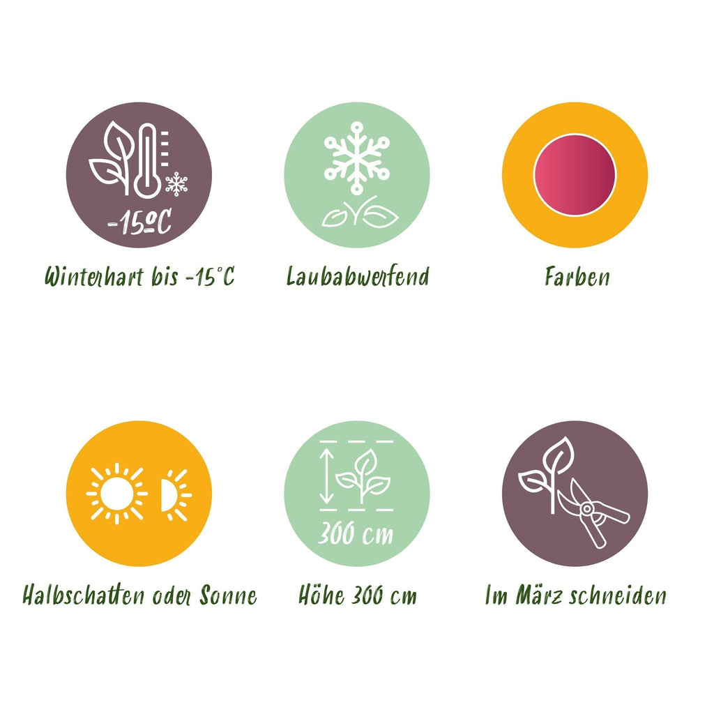 Japanischer Ahorn Acer palmatum Iyoshi – Rosa Balkonpflanze – Ø19cm – Höhe ca. 70cm – Fein geschnittener Zierahorn für Beet & Balkon – Plant