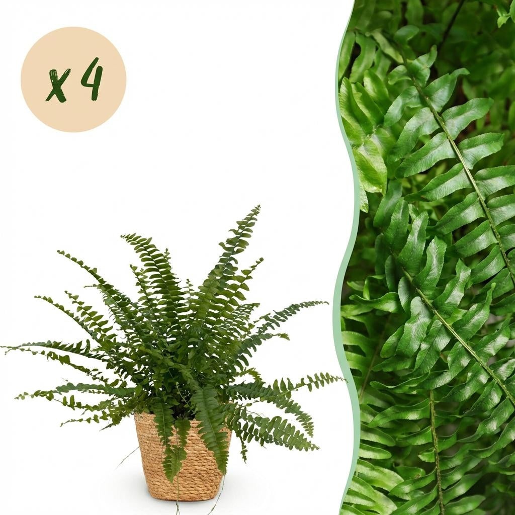 Nephrolepsis Exaltata Green Lady Farn – Zimmerpflanze im Korb Ø12cm Höhe25cm – Haustierfreundliche Grünpflanze – Luftreinigend & Pflegeleicht