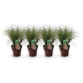 Neuseeland Segge Carex comans Frosted Curls – Ø17cm – Immergrün – Pflegeleicht – Elegantes Ziergras mit silbernem Glanz – Höhe ca. 50cm – Plant