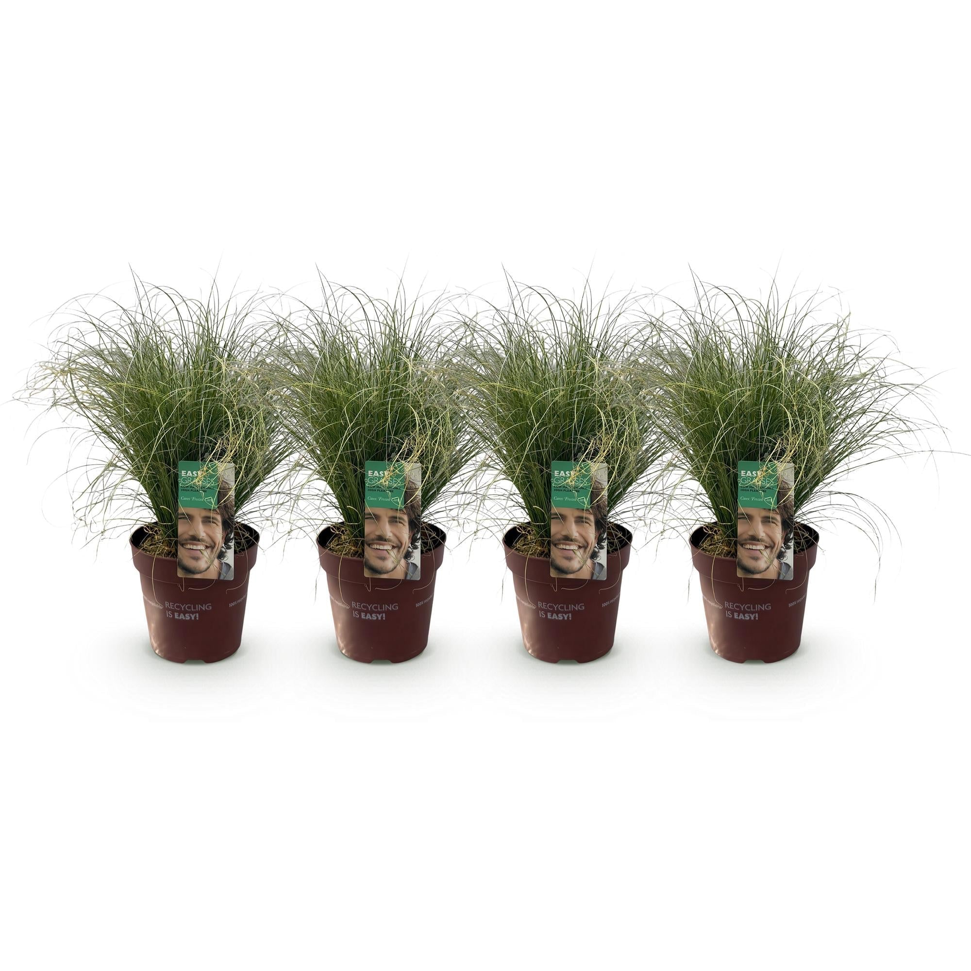 Neuseeland Segge Carex comans Frosted Curls – Ø17cm – Immergrün – Pflegeleicht – Elegantes Ziergras mit silbernem Glanz – Höhe ca. 50cm – Plant