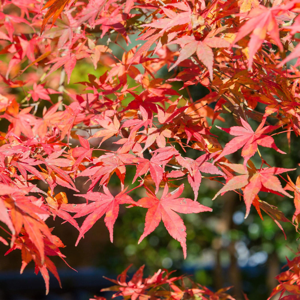 Japanischer Ahorn – Acer palmatum 'Shaina' – ca. 70cm hoch – Ø19cm – kompakte Sorte mit tiefrotem Laub – Balkon – & Gartenpflanze – Plant