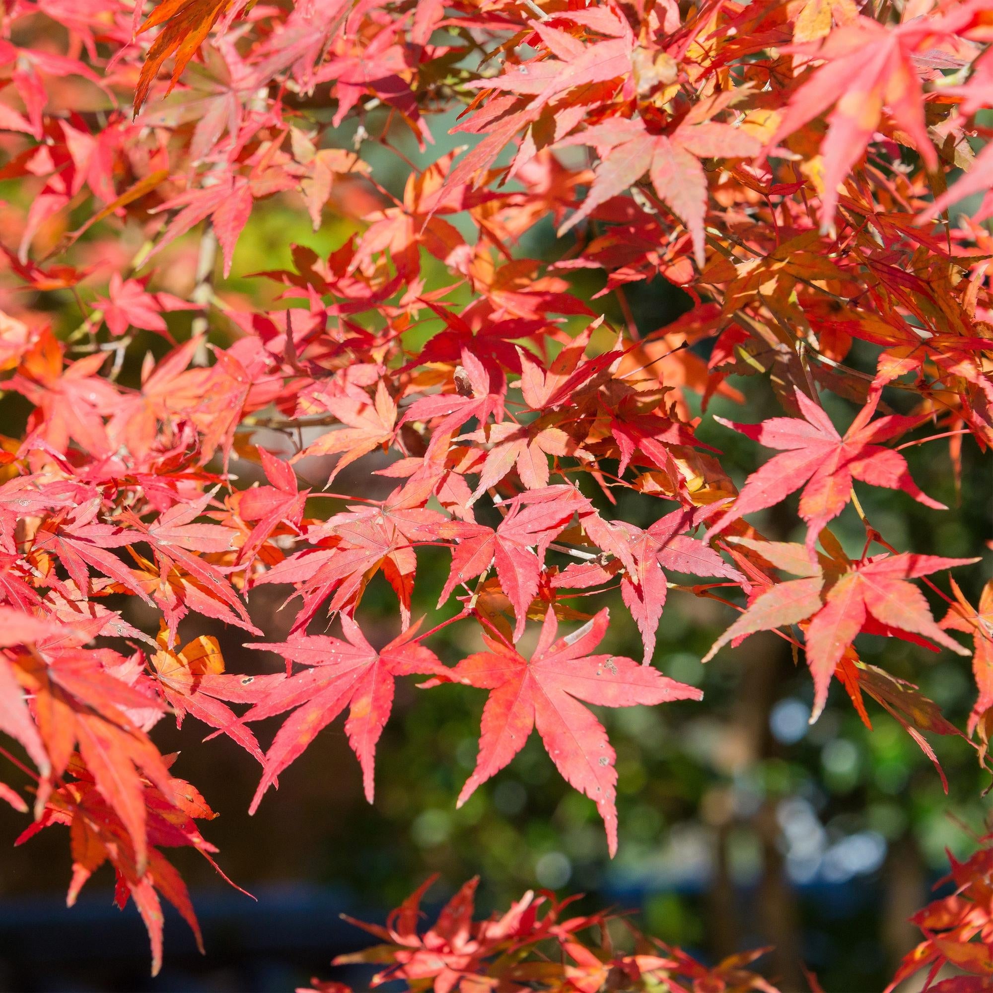 Japanischer Ahorn – Acer palmatum 'Shaina' – ca. 70cm hoch – Ø19cm – kompakte Sorte mit tiefrotem Laub – Balkon – & Gartenpflanze – Plant