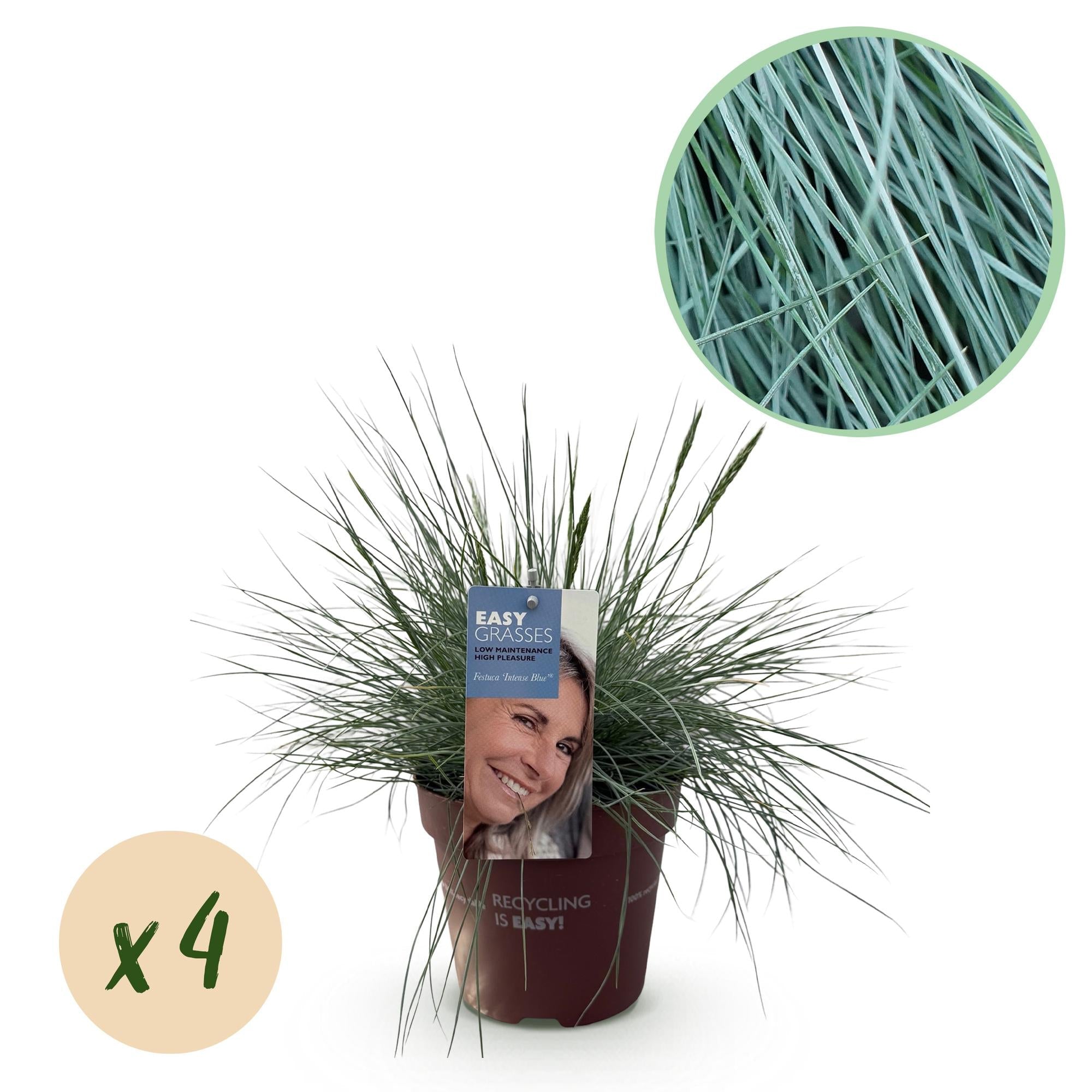 Blauschwingel Festuca glauca Intense Blue – Ø17cm – Immergrün – Pflegeleicht – Blaugrüne Ziergras – Höhe ca. 50cm – Plant