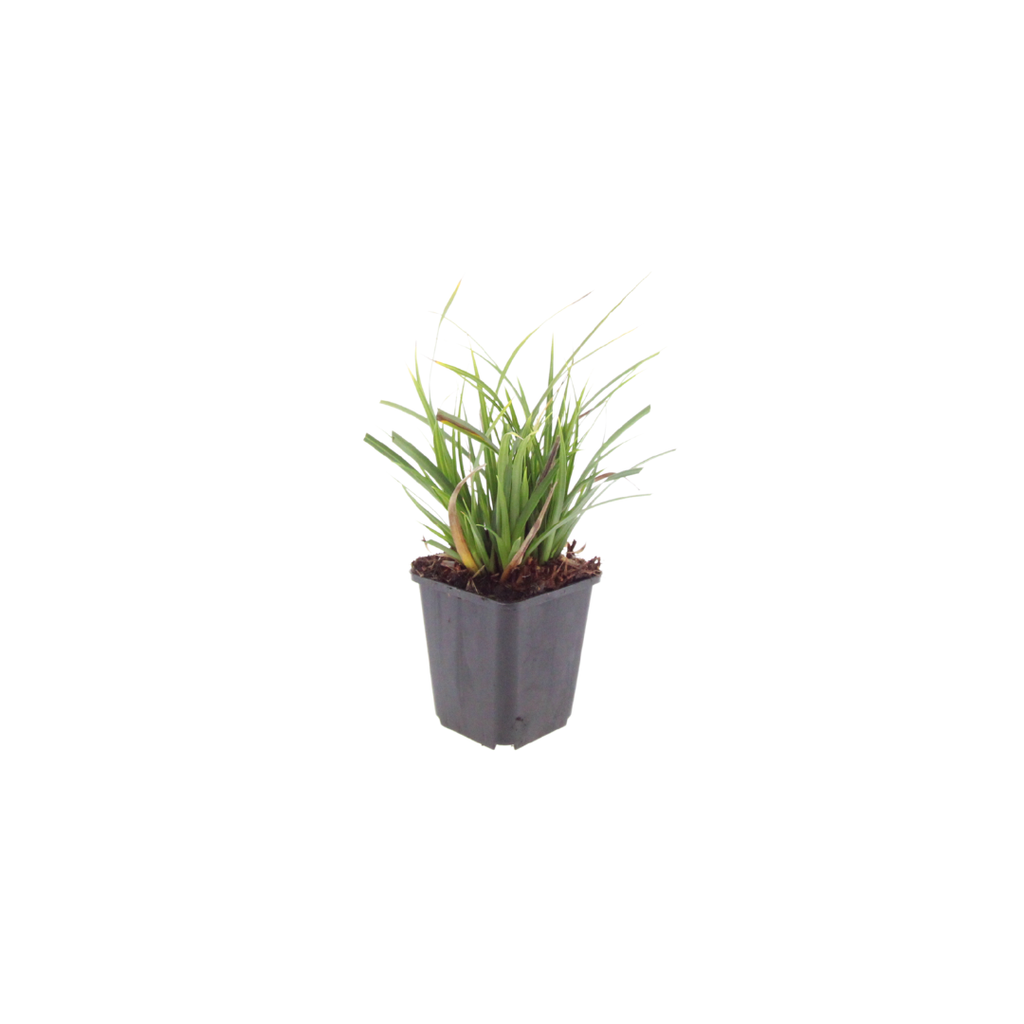 Japan – Segge Carex morrowii – Immergrünes Ziergras – 10-25cm – Ø9cm – Schattengeeignet für Beet & Bodendecker