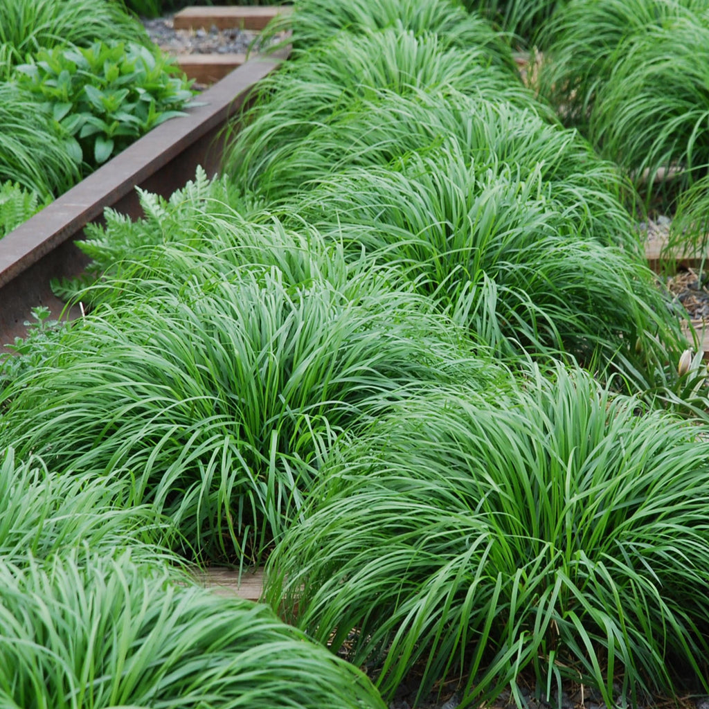 Japansegge Carex oshimensis Intense Green – Ø17cm – Immergrün – Pflegeleicht – Lebhaft grüne Blätter – Ziergras Höhe ca. 50cm – Plant