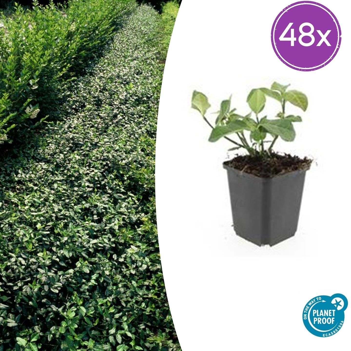 Spindelstrauch – Euonymus fortunei 'Dart's Blanket' – ↕10-25cm – Ø9cm – Schattentolerant – Winterhart – Pflegeleicht – Plant