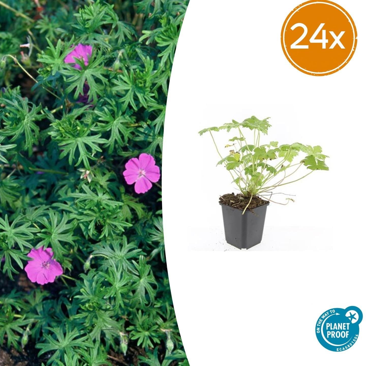 Blut – Storchschnabel Geranium 'Tiny Monster' – ↕10-25cm – Ø9cm – Kompakte, sommerblühende Staude für Beet, Kübel & Bodendecker – Plant