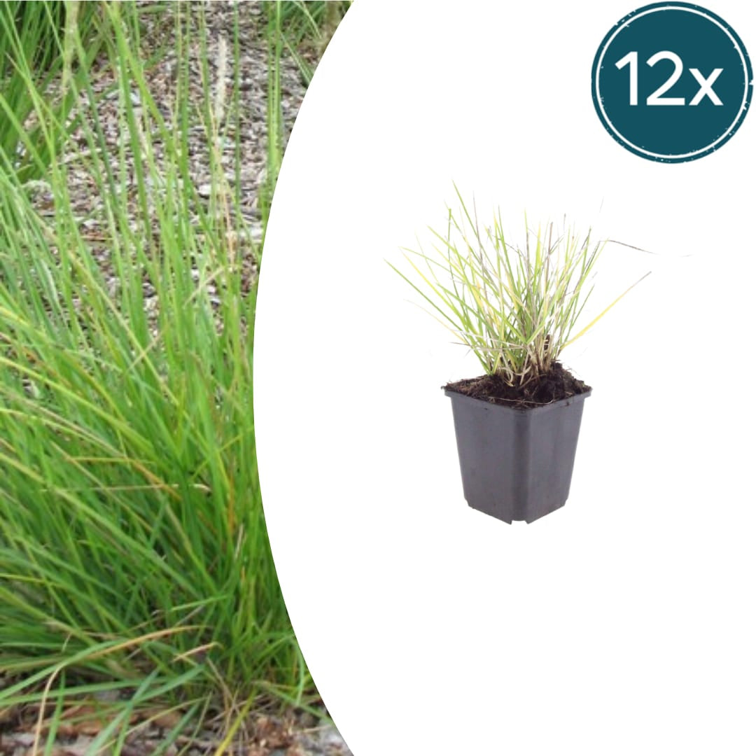Sesleria autumnalis – Ø9cm – Höhe 10-25cm – Winterhartes Ziergras – Goldbraune Herbstfärbung