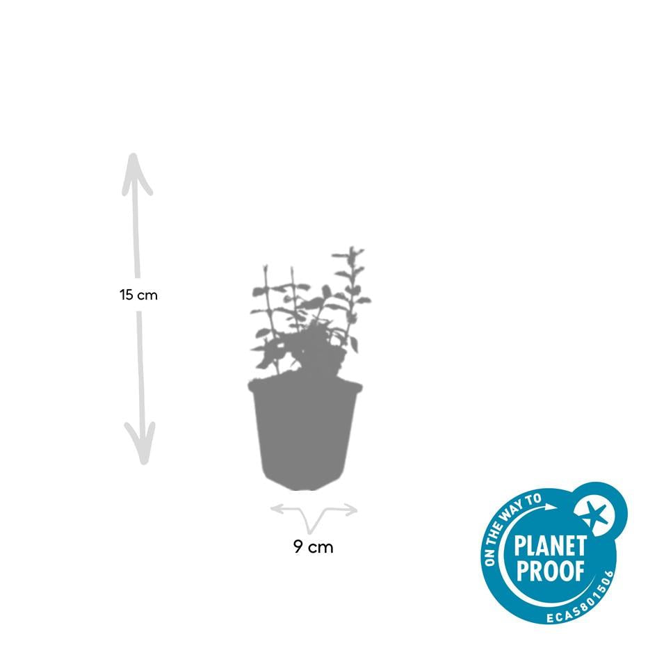 Kriechspindel – Euonymus fortunei 'Harlequin' – ↕10-25cm – Ø9cm – Buntlaub – Sonne & Schatten – Pflegeleicht – Winterhart – Plant