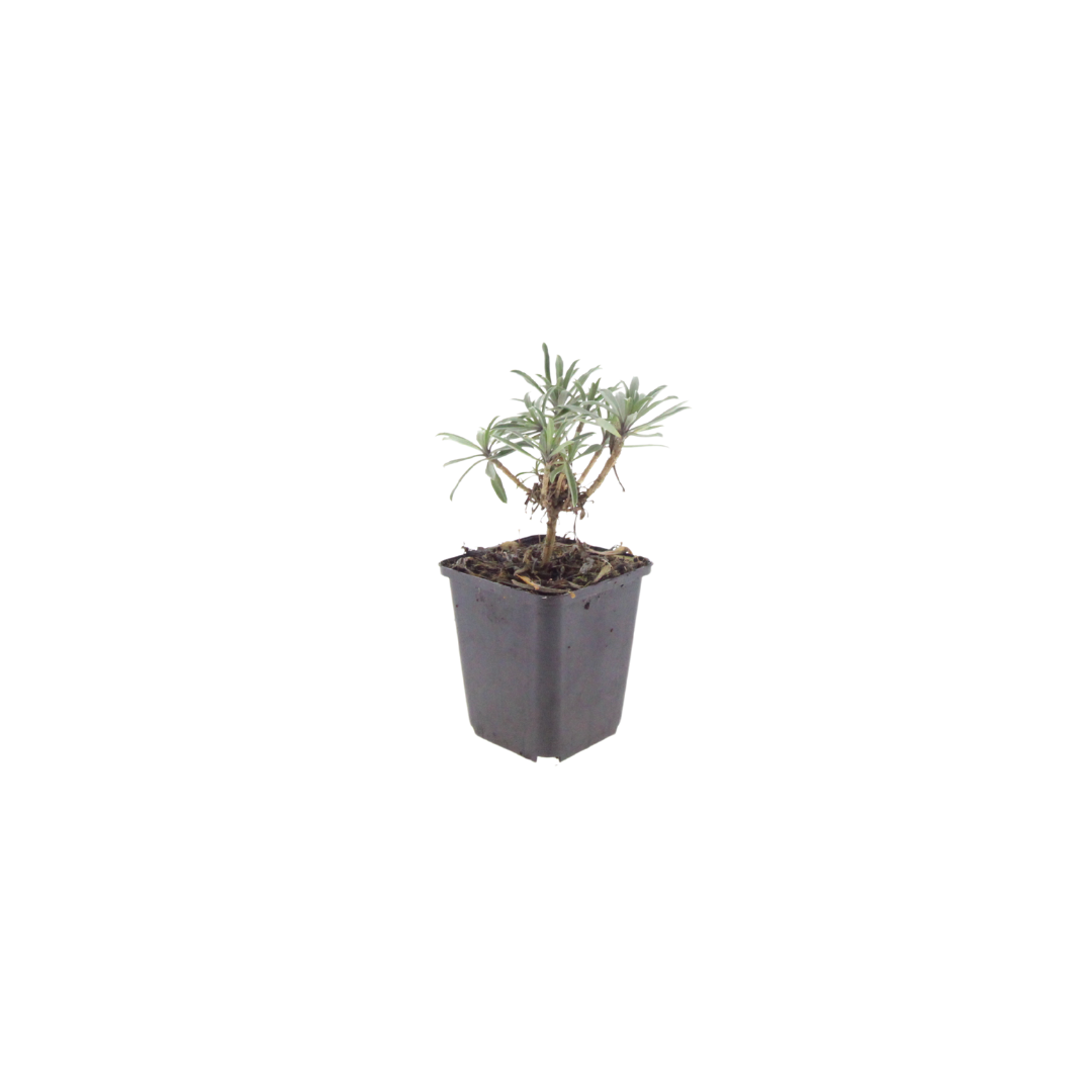 Erysimum Bowles Mauve – Goldlack Staude – 10-25cm – Ø9cm – Langblühende Gartenpflanze für Sonne – Bienenfreundliche Blühstaude für Beet & Kübel