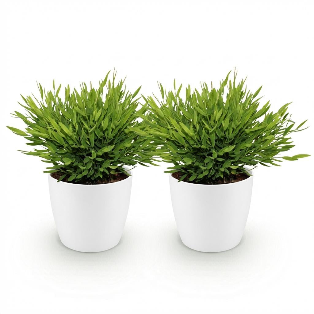 Bambus Pogonatherum Monica Zimmerpflanze mit weißem Topf Ø12cm Höhe 20cm Haustierfreundliche Grünpflanze pflegeleicht für Wohnzimmer Büro Schlafzimmer