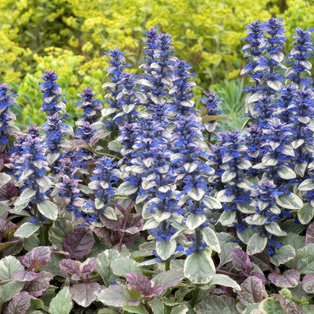 Kriechender Günsel Ajuga reptans 'Burgundy Glow' – ↕10-25cm – Ø9cm – Halbschatten & Schatten – Pflegeleicht – Plant