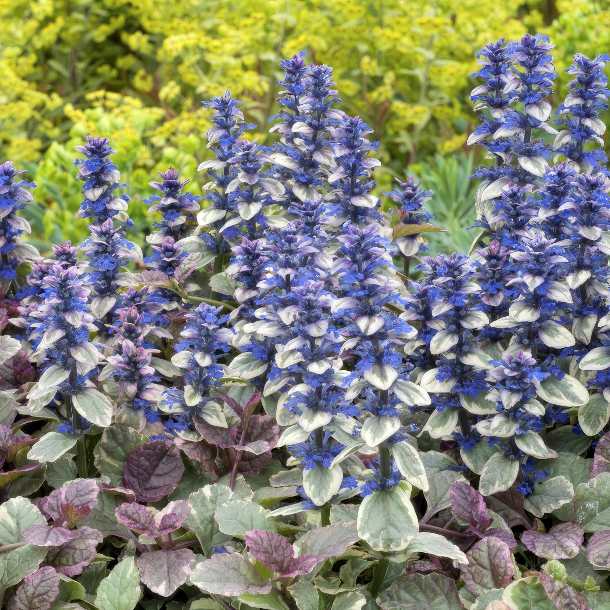Kriechender Günsel Ajuga reptans 'Burgundy Glow' – ↕10-25cm – Ø9cm – Halbschatten & Schatten – Pflegeleicht – Plant