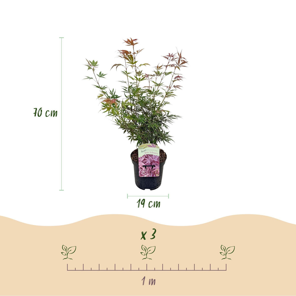 Japanischer Ahorn Acer palmatum 'Jerre Schwartz' – Dunkelrot – Balkon – & Gartenpflanze – Ø19cm – Ca. 70cm hoch – Plant