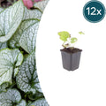 Brunnera macrophylla Jack Frost – Kaukasusvergissmeinnicht – 10-25cm – Ø9cm – Winterharte Schattenstaude mit silbernem Zierlaub
