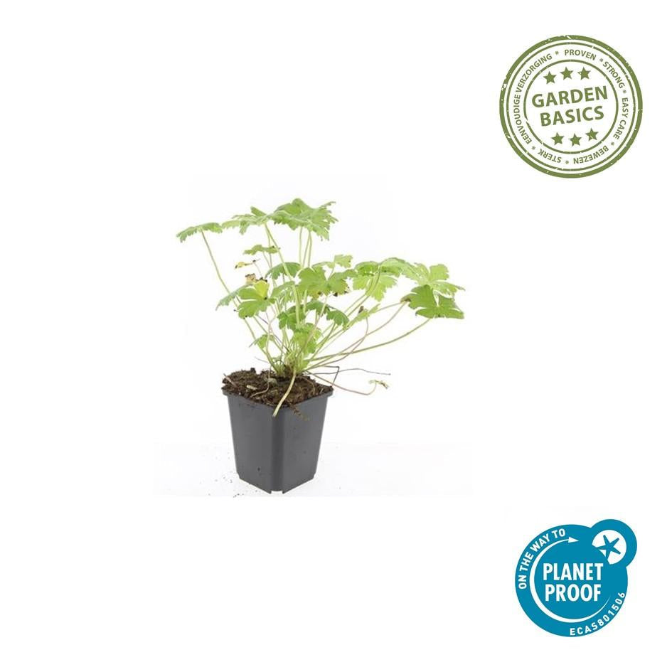 Blut – Storchschnabel Geranium 'Tiny Monster' – ↕10-25cm – Ø9cm – Kompakte, sommerblühende Staude für Beet, Kübel & Bodendecker – Plant