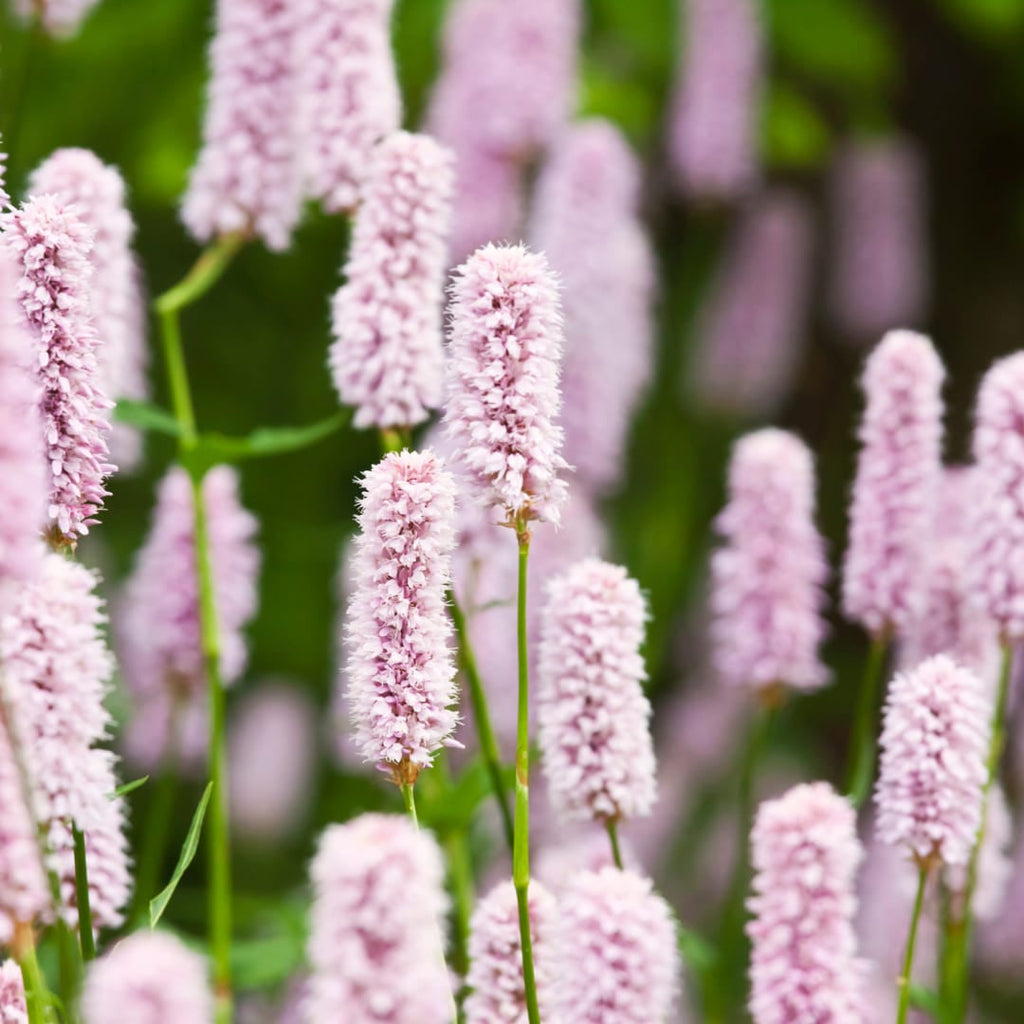 Persicaria amplexicaulis Alba – Ø9cm – Höhe 10-25cm – Winterharte Staude – Weiße Blütenähren – Bienenfreundlich für Beet & Naturgarten