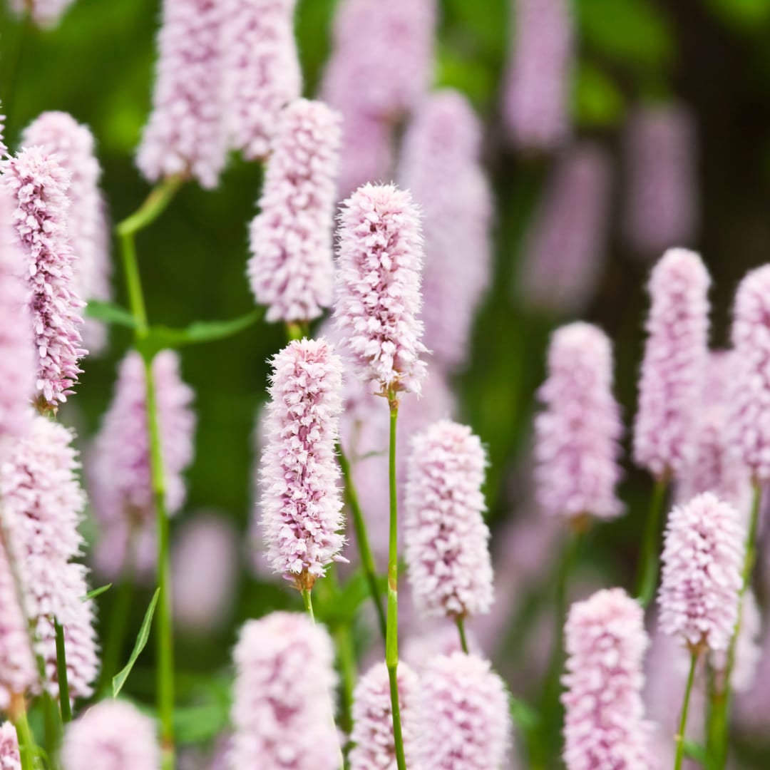 Persicaria amplexicaulis Alba – Ø9cm – Höhe 10-25cm – Winterharte Staude – Weiße Blütenähren – Bienenfreundlich für Beet & Naturgarten