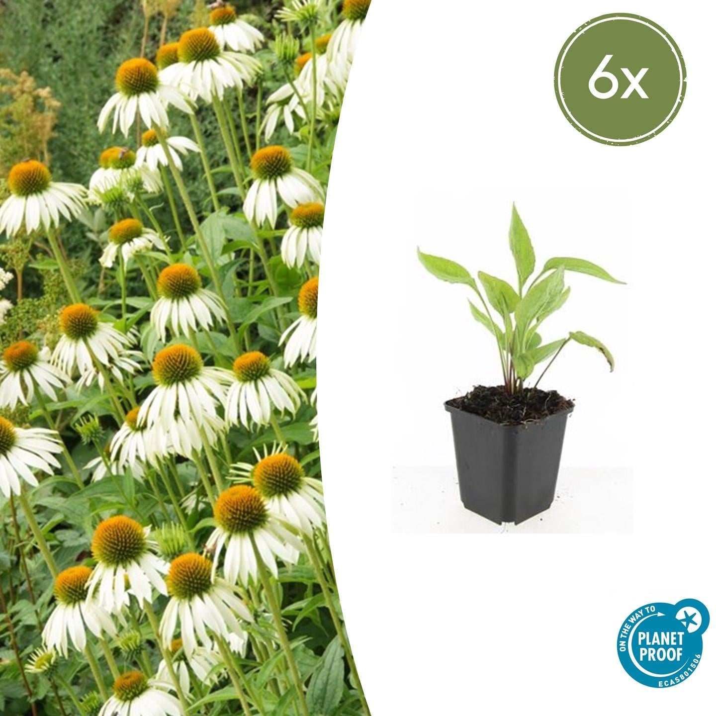 Scheinsonnenhut – Echinacea purpurea 'White Swan' – ↑10-25cm – Ø9cm – Weiße Blüten, Bienen – Plant