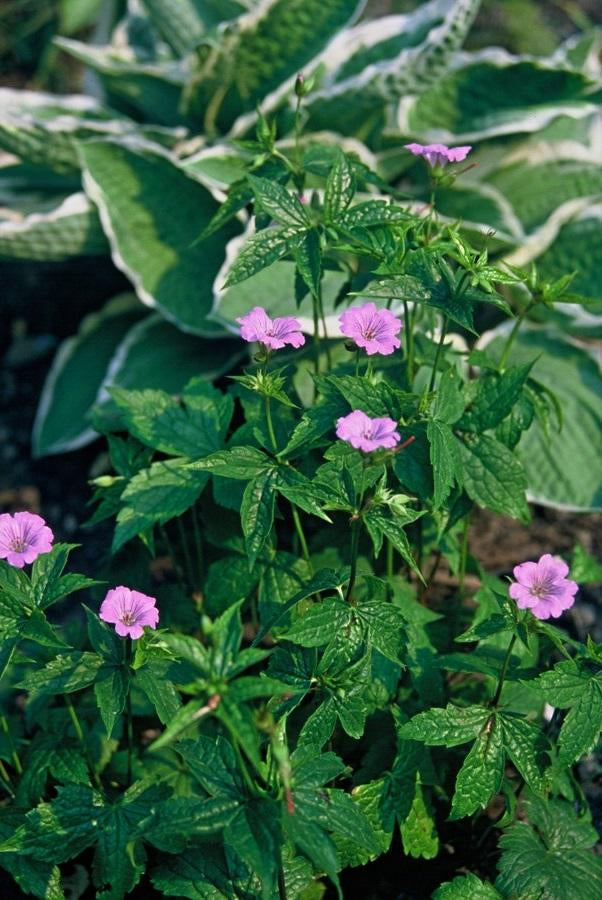 Knotiger Storchschnabel Geranium nodosum – ↕10-25cm – Ø9cm – Winterharte Staude & Bodendecker – Tiefpurpurne Blüten – Plant