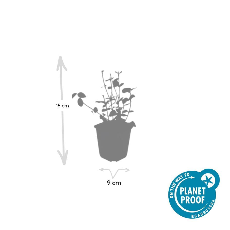 Purpur – Kriechspindel Euonymus fortunei 'Coloratus' – ↕10-25cm – Ø9cm – & Hecken – Plant