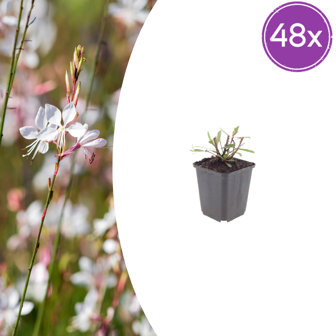 Gaura lindheimeri Whirling Butterflies – Ø9cm – Höhe 10-25cm – Prachtkerze – Reinweiße Blüten – Für Beet, Präriegarten & Kübel