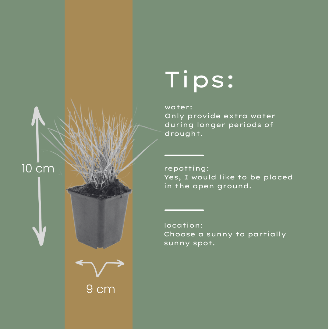 Sesleria autumnalis – Ø9cm – Höhe 10-25cm – Winterhartes Ziergras – Goldbraune Herbstfärbung