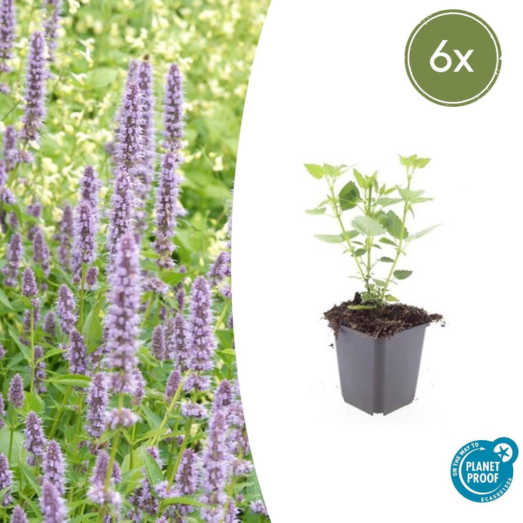 Asiatische Duftnessel – Agastache 'Blue Fortune' – ↕10-25cm – Ø9cm – Lavendelblaue Blüten – Schmetterlings – & bienenfreundlich – Plant
