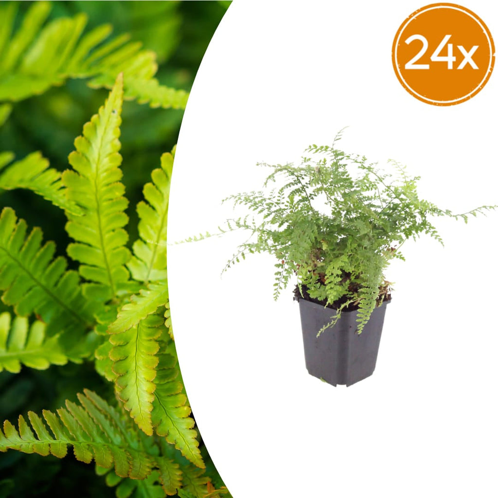 Polystichum setiferum Herrenhausen – Ø9cm – Höhe 10-25cm – Immergrüner Farn – Schattenpflanze für Beet & Gehölzunterpflanzung