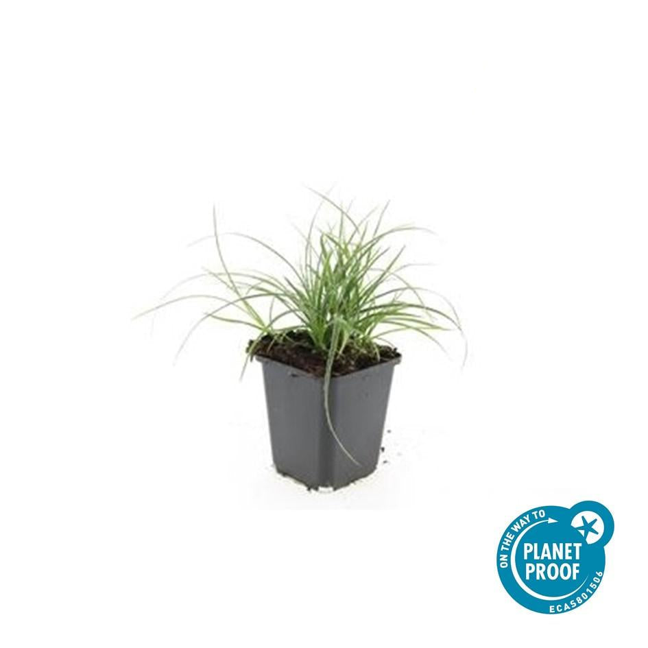 Schneeweiße Hainsimse Luzula nivea – ↕10-25cm – Ø9cm – Schattige Beete & Steingarten – Plant