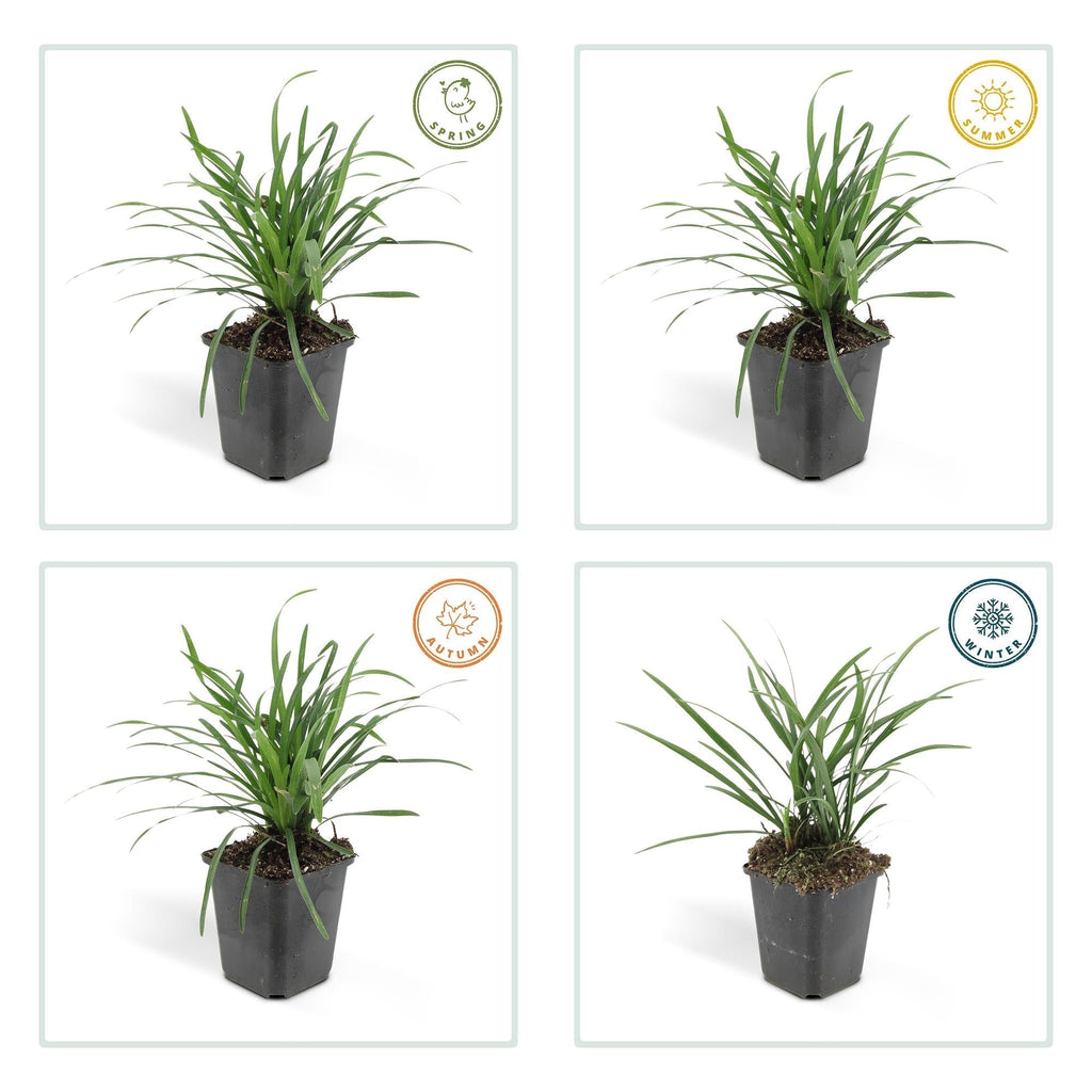 Lilientraube Liriope muscari Big Blue – ↕10-25cm – Ø9cm – Pflegeleicht Halbschatten – Plant