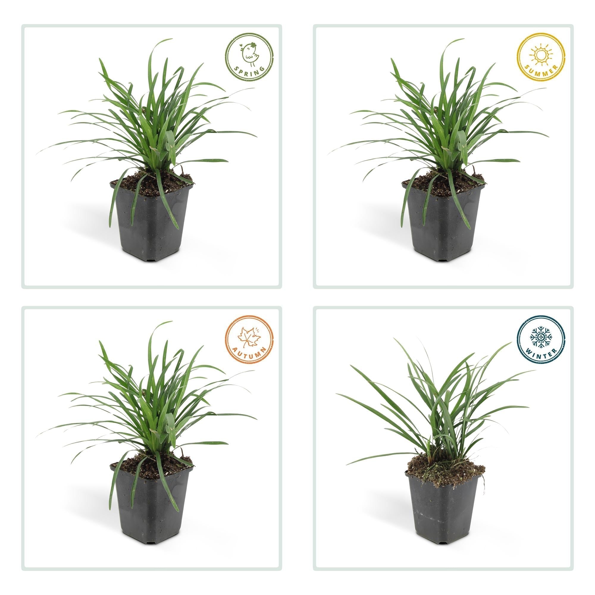 Lilientraube Liriope muscari Big Blue – ↕10-25cm – Ø9cm – Pflegeleicht Halbschatten – Plant