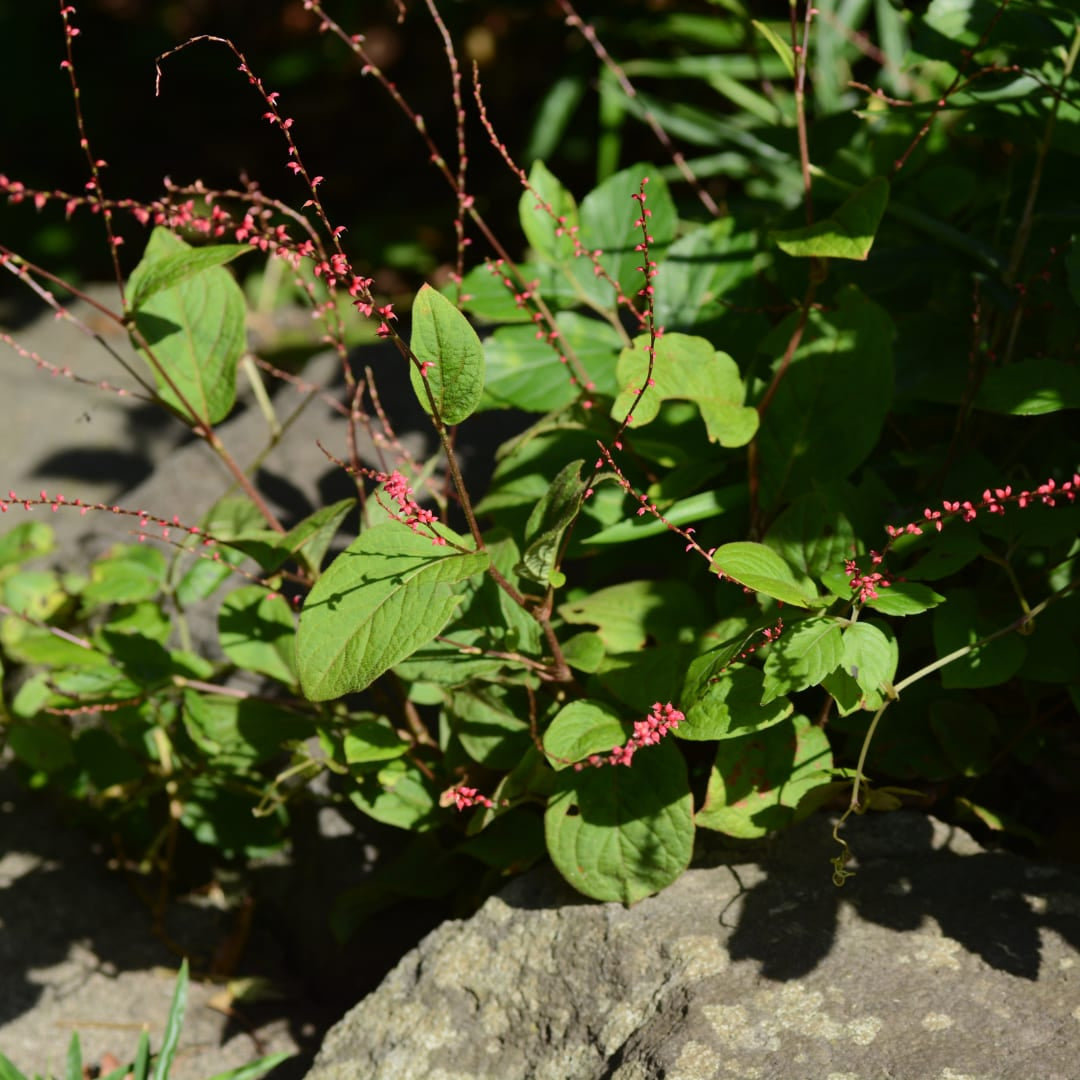 Persicaria amplexicaulis Speciosa – Ø9cm – Höhe 10-25cm – Winterharte Staude – Tiefrote Blütenähren