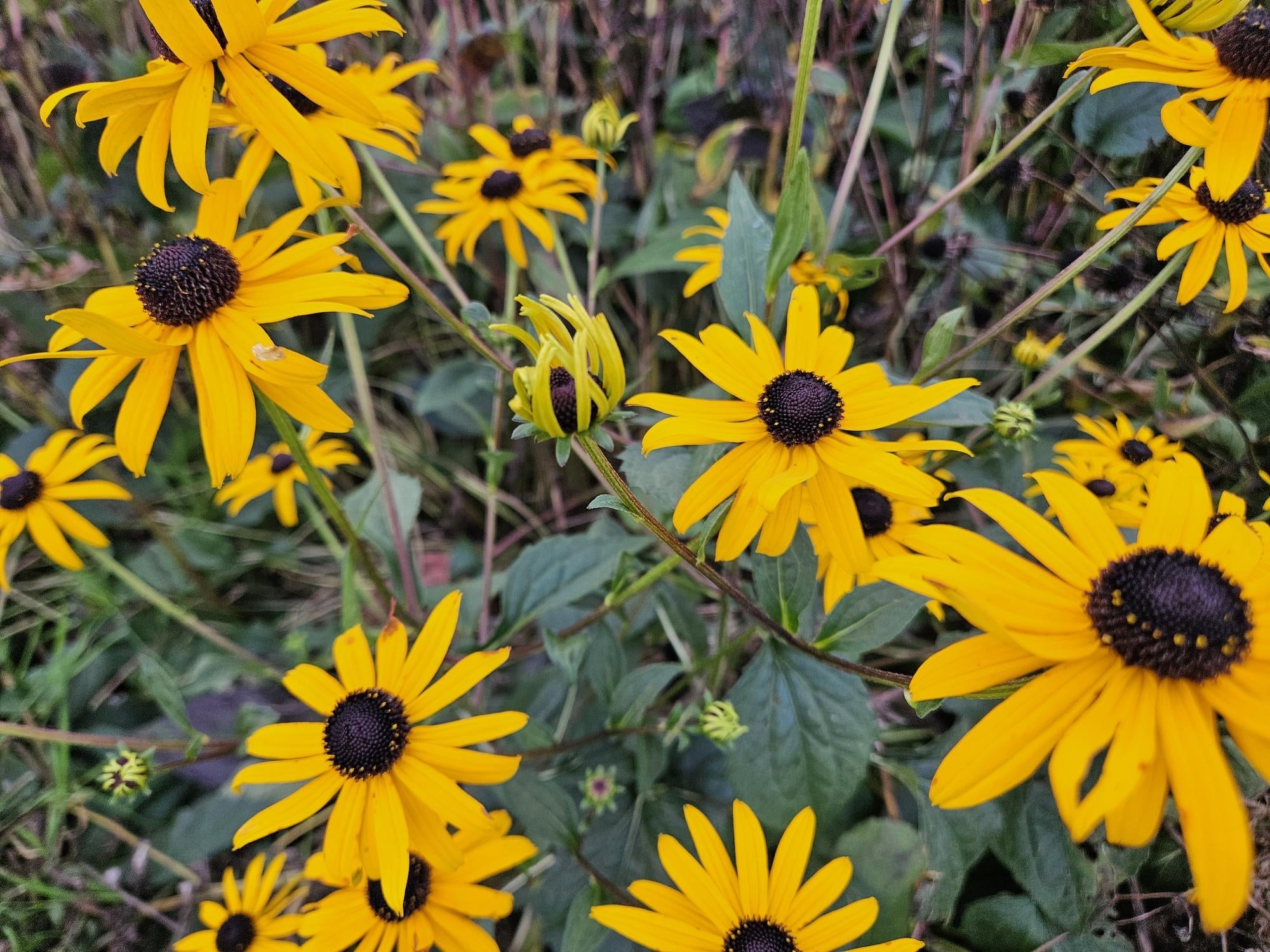 Leuchtender Sonnenhut Rudbeckia fulgida 'Goldsturm' – ↕10-25cm – Ø9cm – Gelbe Blüten – Bienenfreundlich – Pflegeleichte Staude – Plant