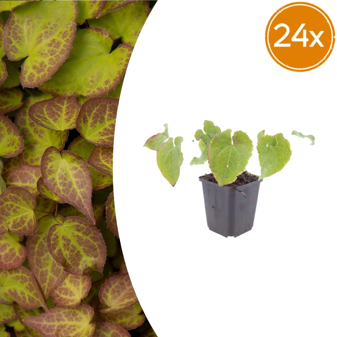Elfenblume Epimedium perralchicum Frohnleiten – Wintergrüne Staude für Schatten & Halbschatten – Bodendecker für Garten & Beet – 10-25cm – Ø9cm – Pflegeleicht