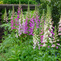 Roter Fingerhut Digitalis purpurea – 10-25cm – Ø9cm – Hohe Blütenstaude für Garten & Cottage – Beet – Bienenfreundliche Sommerblume