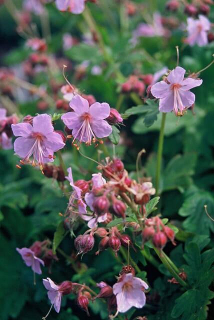 Balkan – Storchschnabel – Geranium macrorrhizum – Winterhart – Duftende Blätter – Ø9cm ↕10-25cm – Plant