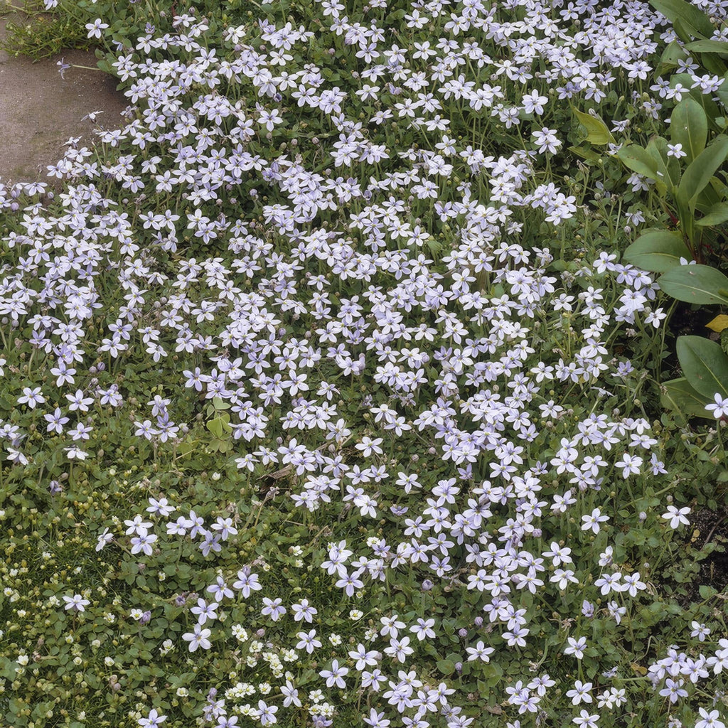 Blauer Bubikopf Isotoma fluviatilis – ↕10-25cm – Ø9cm – mit blauen Sternblüten – Plant