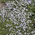Blauer Bubikopf Isotoma fluviatilis – ↕10-25cm – Ø9cm – mit blauen Sternblüten – Plant