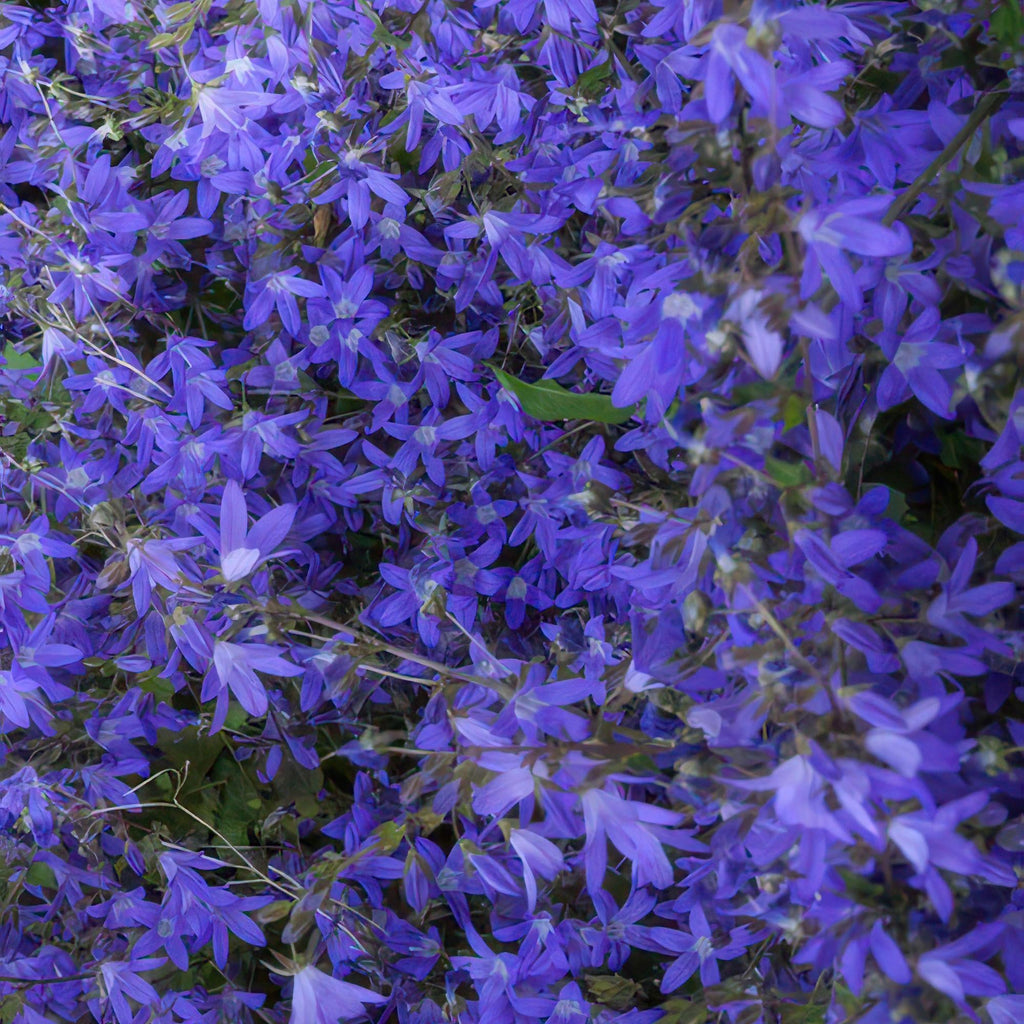 Campanula poscharskyana 'Stella' – Hängepolster – Glockenblume – Blaue Blüten – ↕10-25cm – Ø9cm – Überhängend & pflegeleicht – Plant