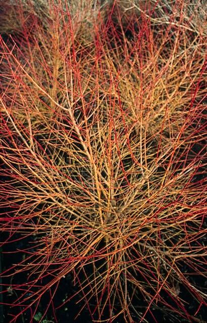 Roter Hartriegel Cornus sang. 'Anny's Winter Orange' – ↕10-25cm – Ø9cm – Winterharte Sträucher – Leuchtend orange Zweige – Plant
