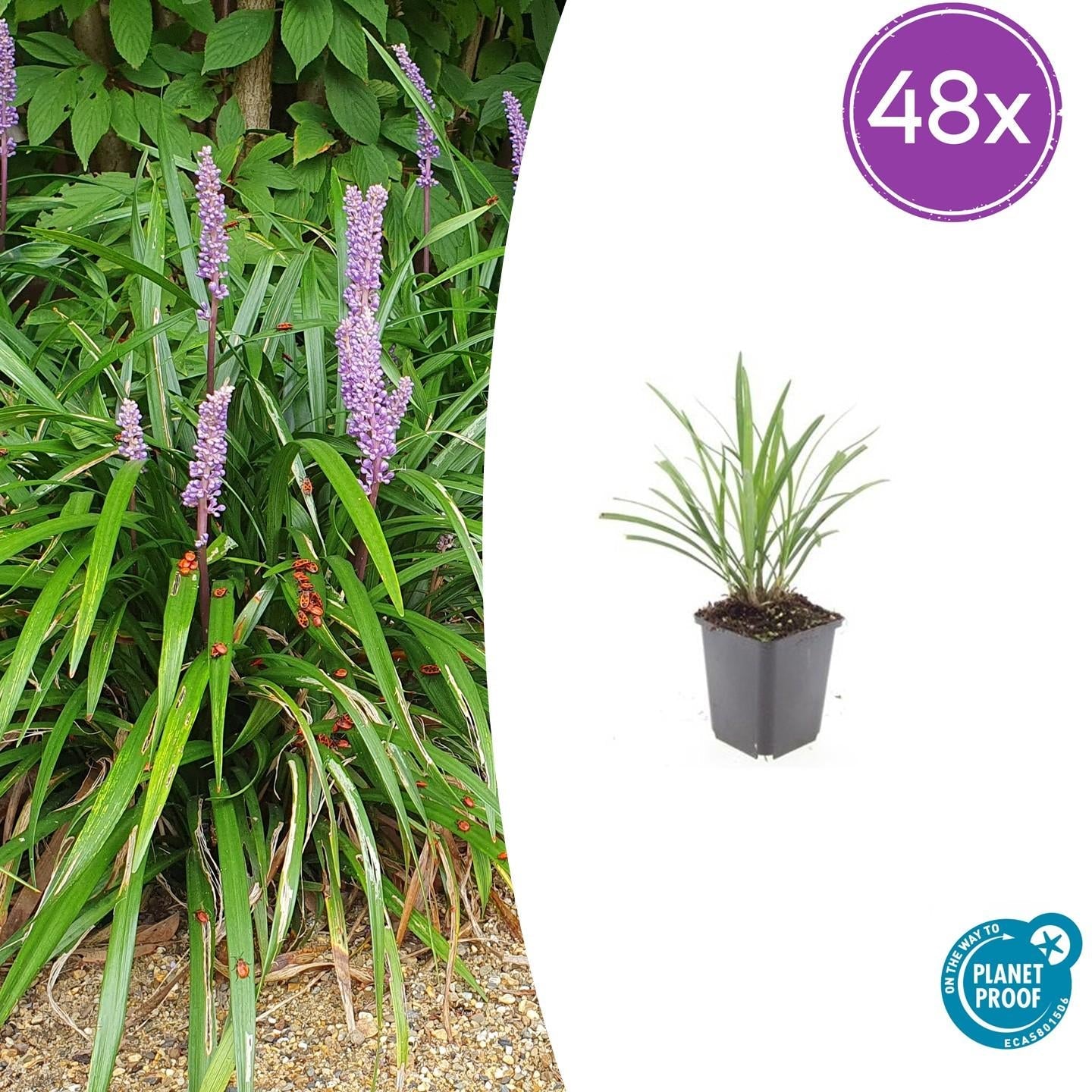 Lilientraube Liriope muscari 'Ingwersen' – ↕10-25cm – Ø9cm –, Immergrün, Violette Blüten, Winterhart, Pflegeleicht – Plant