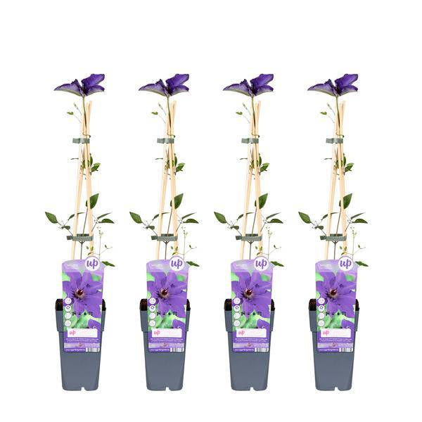 Waldrebe – Clematis 'The President' – Ø15cm – ↕65cm – Kletterpflanze mit violetten Blüten für Garten & Pergola – Plant