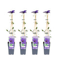 Waldrebe – Clematis 'The President' – Ø15cm – ↕65cm – Kletterpflanze mit violetten Blüten für Garten & Pergola – Plant