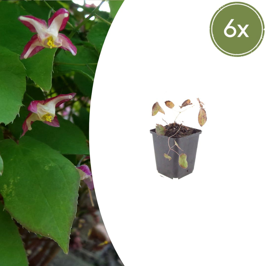 Elfenblume Epimedium rubrum – 10-25cm – Ø9cm – Winterharte Schattenstaude mit rotrosa Blüten – Bodendecker für Garten & Gehölzrand