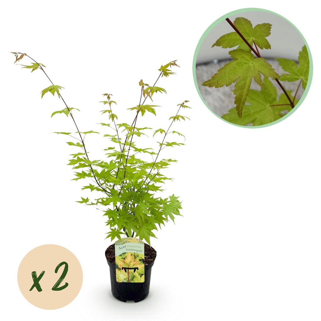 Japanischer Ahorn – Acer palmatum 'Summergold' – ca. 70cm hoch – Ø19cm – goldgelbes Laub – Balkon – & Gartenpflanze – Plant