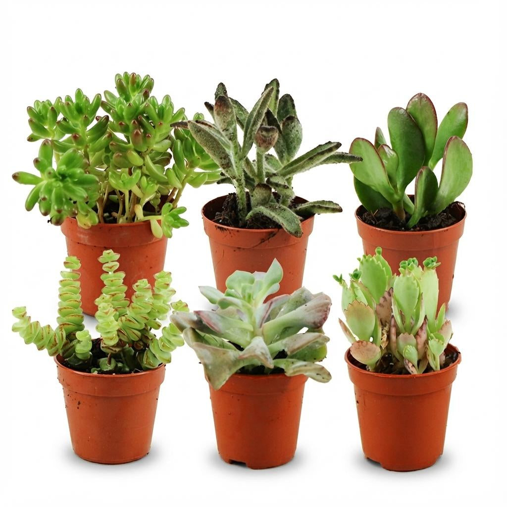 Mini Sukkulenten Mix – Ø5,5cm – Höhe 5-10cm – Pflegeleichte Zimmerpflanzen – Kleine Sukkulenten für Schalen Fensterbank & Wohnraum