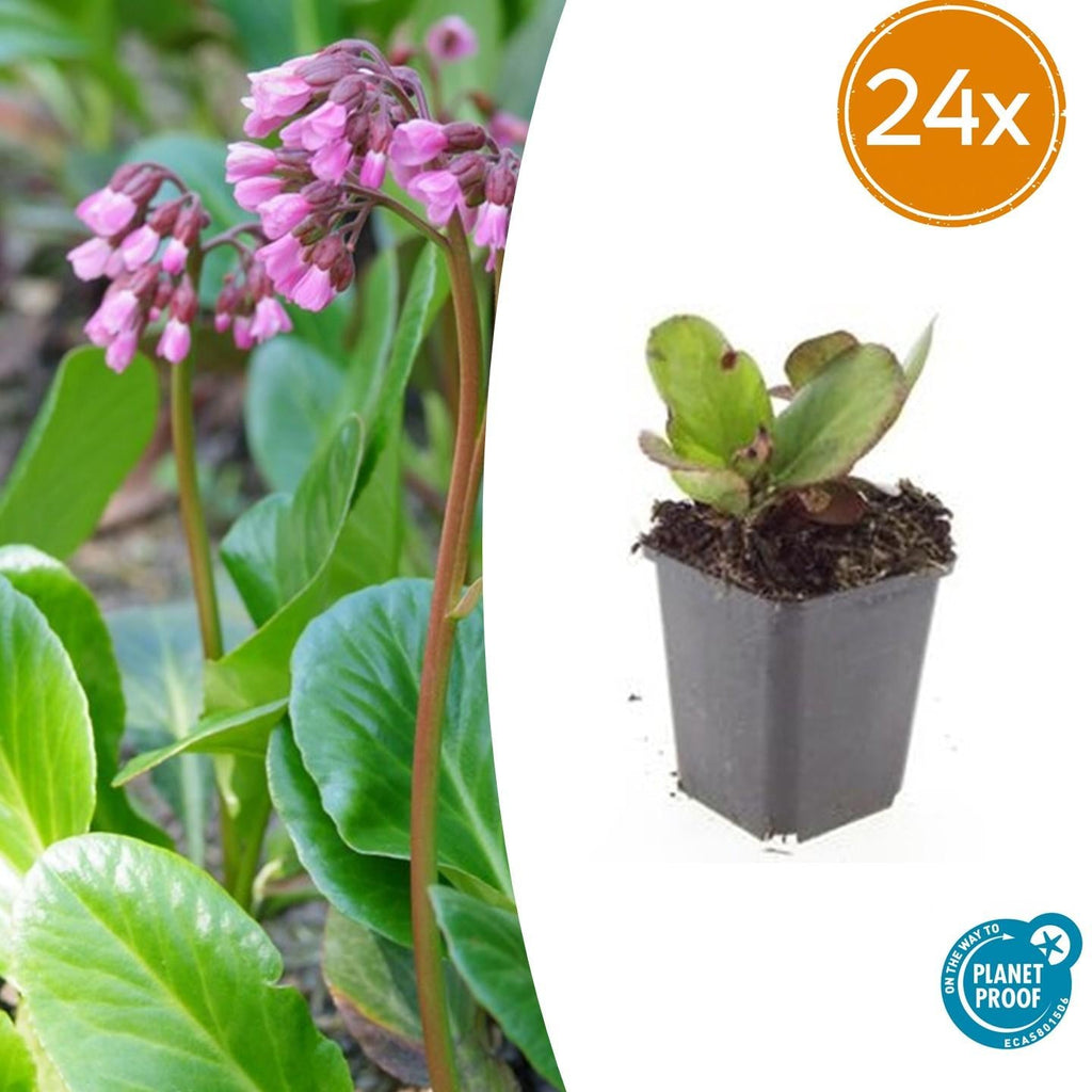 Bergenie – Bergenia cordifolia 'Herbstblüte' – ↕10-25cm – Ø9cm – immergrün & winterhart – Plant